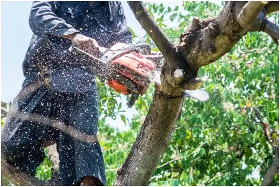 tree services Amboy